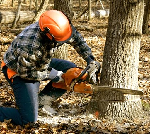 Tree Removal in Modoc, SC